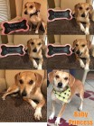 BABY PRINCESS Beagle Dog