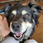Moma Shepherd, Australian Dog