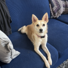 Bella Chihuahua, Short Coat/Mix Dog