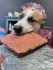 HHFRescue Adoption Center