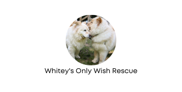 Whitey's Only Wish Rescue