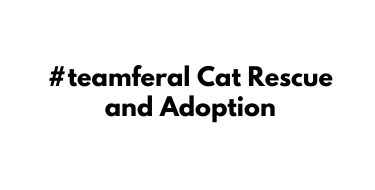 #teamferal Cat Rescue and Adoption
