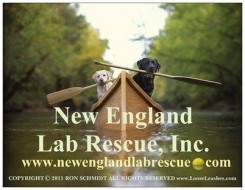 New England Lab Rescue