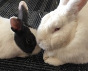 River Road Rabbit Rescue