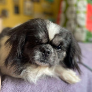 Little Paws Big Hearts Pekingese Rescue Little Paws Big Hearts Pekingese Rescue