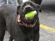 Frances R. Willis SPCA Frances R. Willis SPCA