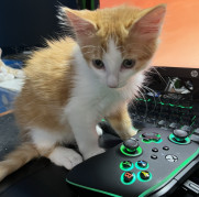 Crits For Cats