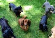 Furry Angels Dachshund Rescue Furry Angels Dachshund Rescue