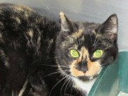 Colorado Companion Animal Sanctuary Colorado Companion Animal Sanctuary