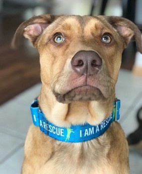 The I AM A RESCUE Training (anti-slip) Collar - MED