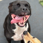 Milo Cadman Milo Cadman