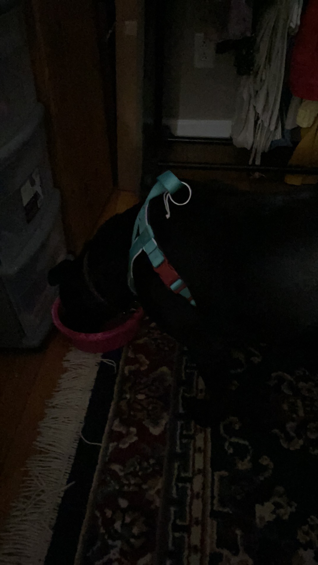 34186426239618BAB77D8E-A08B-473B-88C2-C4EFDBECE506.jpeg